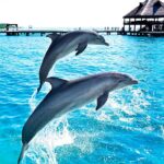 royal garrafon dolphin encuentro con delfines isla mujeres