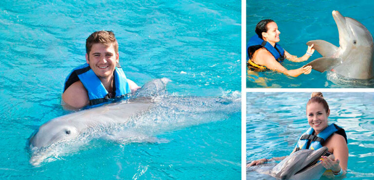 dolphin encounter dolphin