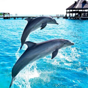 royal garrafon dolphin encounter isla mujeres